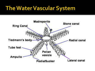 The Water Vascular System
