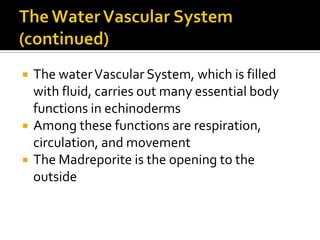 The Water Vascular System (continued)The water Vascular System, which is filled with fluid, carries out many essential body functions in echinodermsAmong these functions are respiration, circulation, and movementThe Madreporite is the opening to the outside