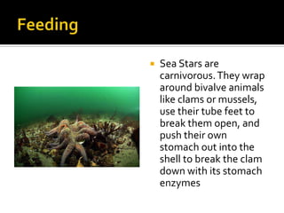 FeedingSea Stars are carnivorous. They wrap around bivalve animals like clams or mussels, use their tube feet to break them open, and push their own stomach out into the shell to break the clam down with its stomach enzymes