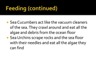 Feeding (continued)Sea Cucumbers act like the vacuum cleaners of the sea. They crawl around and eat all the algae and debris from the ocean floorSea Urchins scrape rocks and the sea floor with their needles and eat all the algae they can find