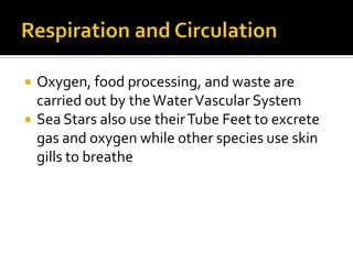Respiration and Circulation<br />Oxygen, food processing, and waste are carried out by the Water Vascular System<br />Sea ...