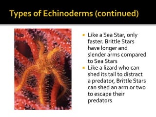Types of Echinoderms (continued)<br />Like a Sea Star, only faster. Brittle Stars have longer and slender arms compared to...