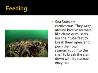 Feeding<br />Sea Stars are carnivorous. They wrap around bivalve animals like clams or mussels, use their tube feet to bre...
