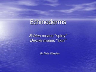 Echinoderms

Echino means “spiny”
Dermis means “skin”

     By Nate Wasden
 