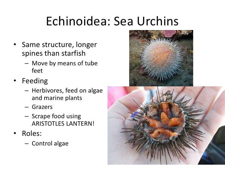 How do echinoderms move?