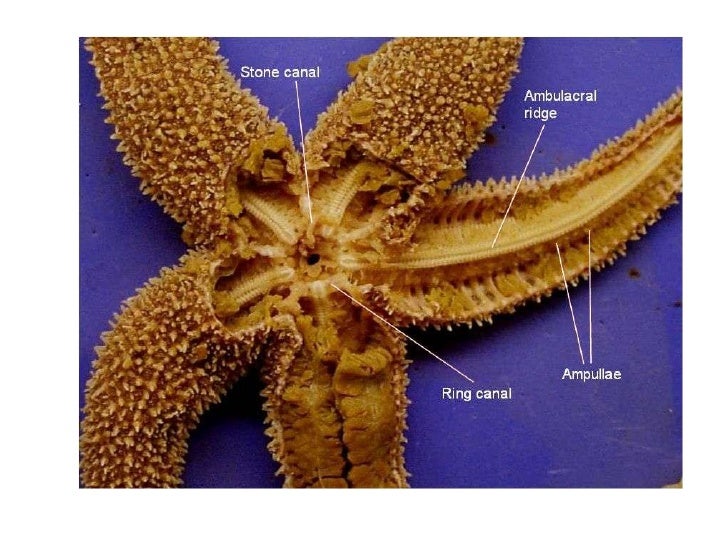 Echinoderms