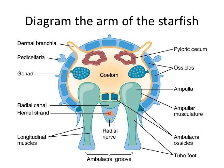 Echinoderms