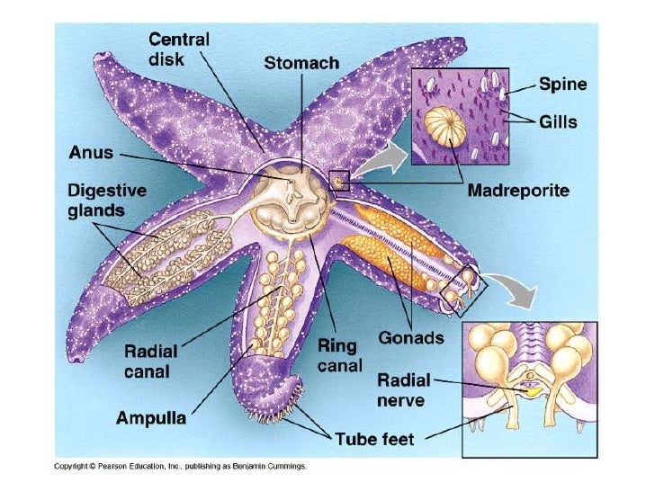 Echinoderms