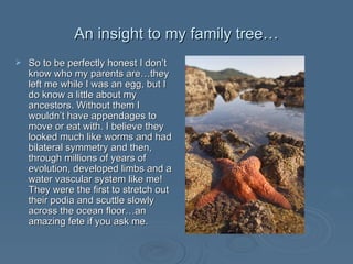 An insight to my family tree… So to be perfectly honest I don’t know who my parents are…they left me while I was an egg, but I do know a little about my ancestors. Without them I wouldn’t have appendages to move or eat with. I believe they looked much like worms and had bilateral symmetry and then, through millions of years of evolution, developed limbs and a water vascular system like me! They were the first to stretch out their podia and scuttle slowly across the ocean floor…an amazing fete if you ask me.  