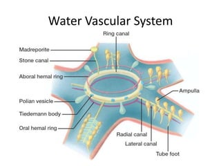 Water Vascular System
 