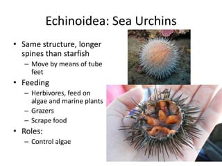 Echinoidea: Sea Urchins
• Same structure, longer
  spines than starfish
   – Move by means of tube
     feet
• Feeding
   – Herbivores, feed on
     algae and marine plants
   – Grazers
   – Scrape food
• Roles:
   – Control algae
 