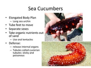 Sea Cucumbers
• Elongated Body Plan
   – Long sea urchin
• Tube feet to move
• Separate sexes
• Take organic nutrients out
  of sand
   – Use oral tentacles
• Defense:
   – release internal organs
   – Tubules called cuvierian
     tubules: sticky and
     poisonous
 