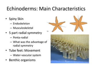 Echinoderms: Main Characteristics
• Spiny Skin
   – Endoskeleton
   – Musculoskeletal
• 5 part radial symmetry
   – Penta-radial
   – What was the advantage of
     radial symmetry
• Tube feet: Movement
   – Water-vascular system
• Benthic organisms
 