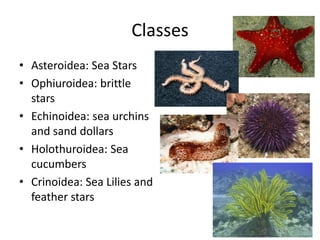 Classes
• Asteroidea: Sea Stars
• Ophiuroidea: brittle
  stars
• Echinoidea: sea urchins
  and sand dollars
• Holothuroidea: Sea
  cucumbers
• Crinoidea: Sea Lilies and
  feather stars
 