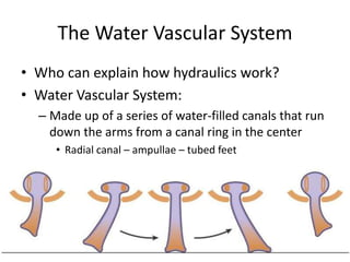 The Water Vascular System
• Who can explain how hydraulics work?
• Water Vascular System:
  – Made up of a series of water-filled canals that run
    down the arms from a canal ring in the center
     • Radial canal – ampullae – tubed feet
 