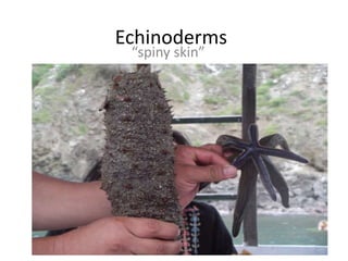 Echinoderms
 “spiny skin”
 