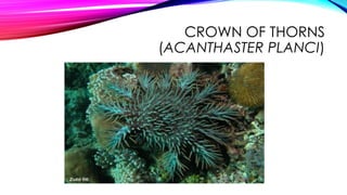 CROWN OF THORNS
(ACANTHASTER PLANCI)

 