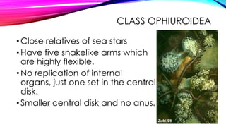 CLASS OPHIUROIDEA
• Close relatives of sea stars
• Have five snakelike arms which
are highly flexible.
• No replication of internal
organs, just one set in the central
disk.
• Smaller central disk and no anus.

 