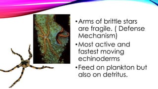 • Arms of brittle stars
are fragile. ( Defense
Mechanism)
• Most active and
fastest moving
echinoderms
• Feed on plankton but
also on detritus.

 