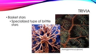 TRIVIA
• Basket stars
• Specialized type of brittle
stars

(Astroglymma sculptum)

 