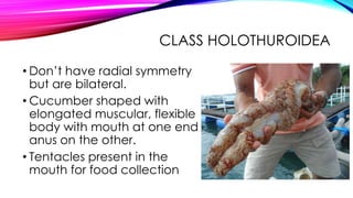CLASS HOLOTHUROIDEA
• Don’t have radial symmetry
but are bilateral.
• Cucumber shaped with
elongated muscular, flexible
body with mouth at one end
anus on the other.
• Tentacles present in the
mouth for food collection

 