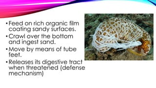 • Feed on rich organic film
coating sandy surfaces.
• Crawl over the bottom
and ingest sand.
• Move by means of tube
feet.
• Releases its digestive tract
when threatened (defense
mechanism)

 