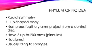 PHYLUM CRINOIDEA
• Radial symmetry
• Cup-shaped body
• Numerous feathery arms project from a central
disc.
• Have 5 up to 200 arms (pinnules)
• Nocturnal
• Usually cling to sponges.

 