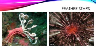 FEATHER STARS

 