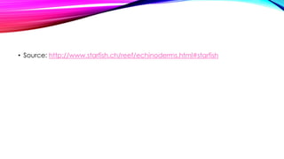 • Source: http://www.starfish.ch/reef/echinoderms.html#starfish

 