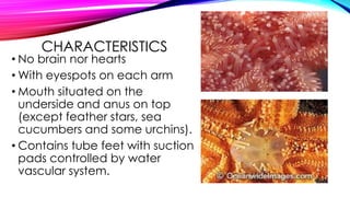 CHARACTERISTICS

• No brain nor hearts
• With eyespots on each arm
• Mouth situated on the
underside and anus on top
(except feather stars, sea
cucumbers and some urchins).
• Contains tube feet with suction
pads controlled by water
vascular system.

 