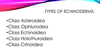 TYPES OF ECHINODERMS

•Class Asteroidea
•Class Ophiurodea
•Class Echinoidea
•Class Holothuroidea
•Class Crinoidea

 