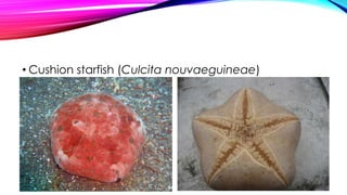 • Cushion starfish (Culcita nouvaeguineae)

 