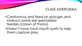 CLASS ASTEROIDEA

• Carnivorous and feed on sponges and
molluscs some are specialized
feeders.(crown of thorns)
• Doesn’t have hard mouth parts to help
them capture prey.

 