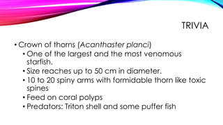 TRIVIA
• Crown of thorns (Acanthaster planci)
• One of the largest and the most venomous
starfish.
• Size reaches up to 50 cm in diameter.
• 10 to 20 spiny arms with formidable thorn like toxic
spines
• Feed on coral polyps
• Predators: Triton shell and some puffer fish

 
