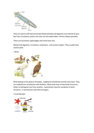 They are worms with dorsoventrally flattened body and digestive tract devoid of year.
Nor have circulatory system and most are hermaphrodites. Almost always parasites.
There are locomotor appendages and some have cilia.
Mostly lack digestive, circulatory, respiratory , and sensory organs. They usually have
suction pads .
• Birds
Birds belong to the phylum Chordata , subphylum Vertebrata and the class Aves. They
are endothermic vertebrates with feathers. Most birds have similar body structures .
Order to distinguish one from another , taxonomists have for variations in bone
structure , in losmúsculos and internal organs .
• Invertebrates
 