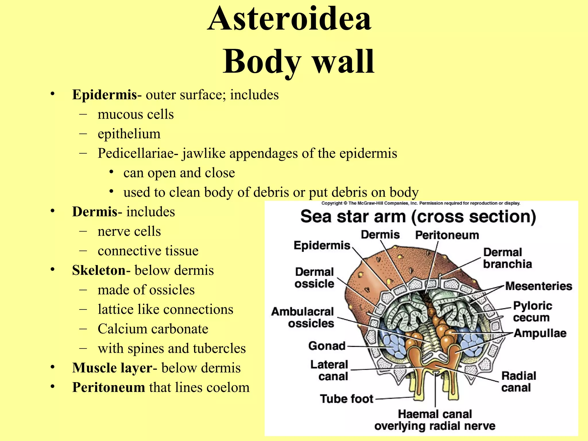 • Epidermis- outer surface; includes
– mucous cells
– epithelium
– Pedicellariae- jawlike appendages of the epidermis
• can open and close
• used to clean body of debris or put debris on body
• Dermis- includes
– nerve cells
– connective tissue
• Skeleton- below dermis
– made of ossicles
– lattice like connections
– Calcium carbonate
– with spines and tubercles
• Muscle layer- below dermis
• Peritoneum that lines coelom
Asteroidea
Body wall
 