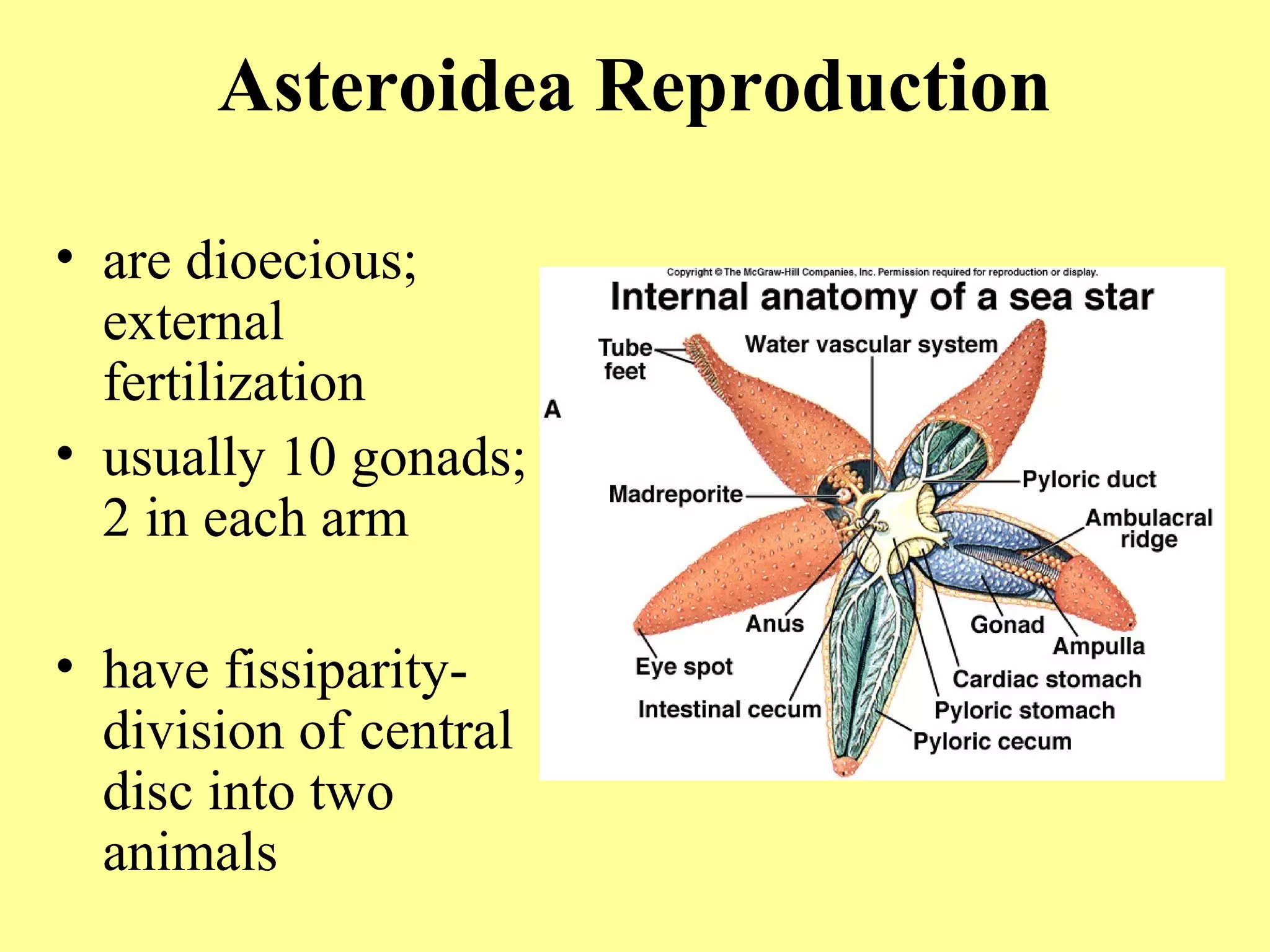 • are dioecious;
external
fertilization
• usually 10 gonads;
2 in each arm
• have fissiparity-
division of central
disc into two
animals
Asteroidea Reproduction
 