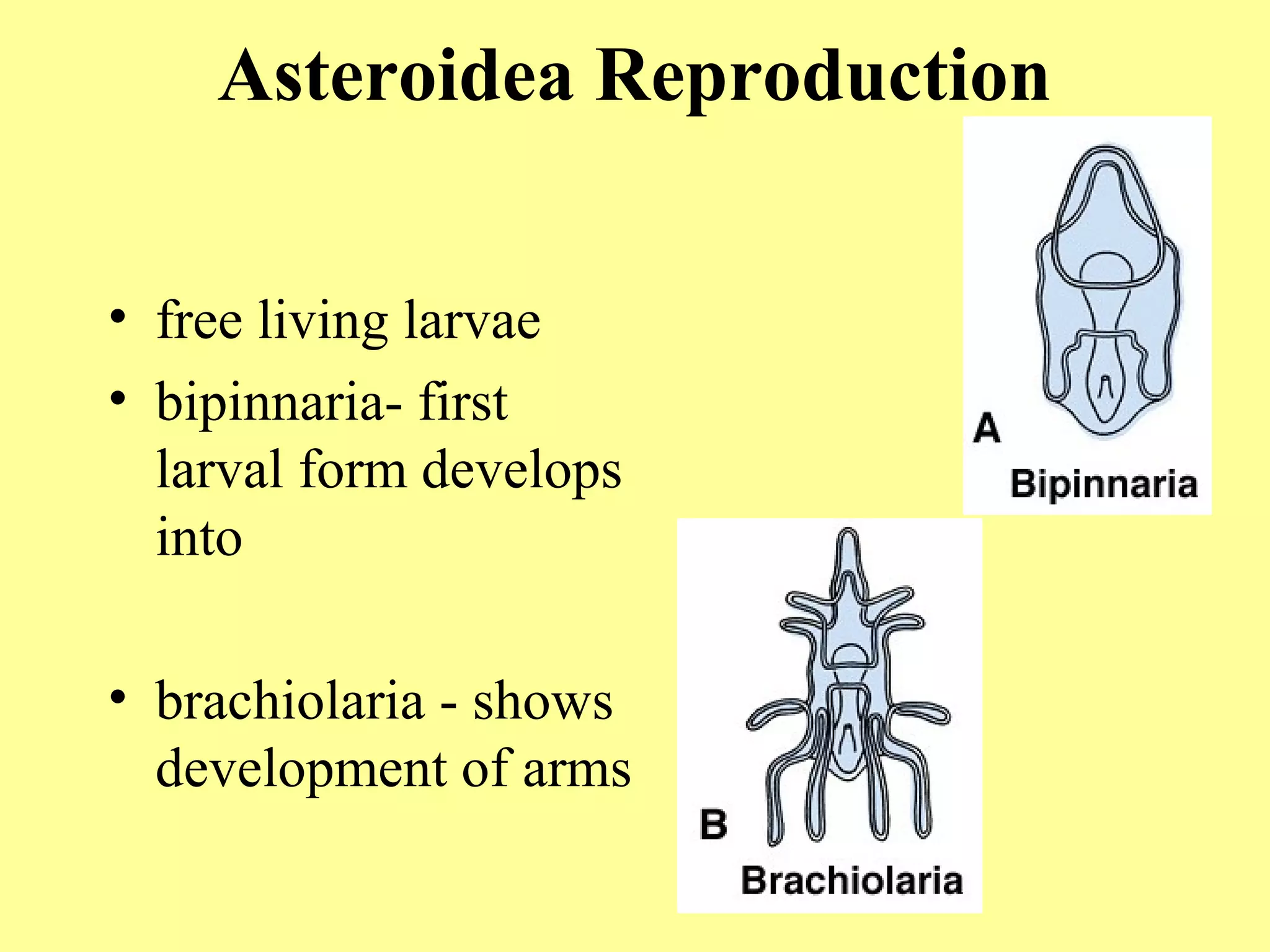 • free living larvae
• bipinnaria- first
larval form develops
into
• brachiolaria - shows
development of arms
Asteroidea Reproduction
 