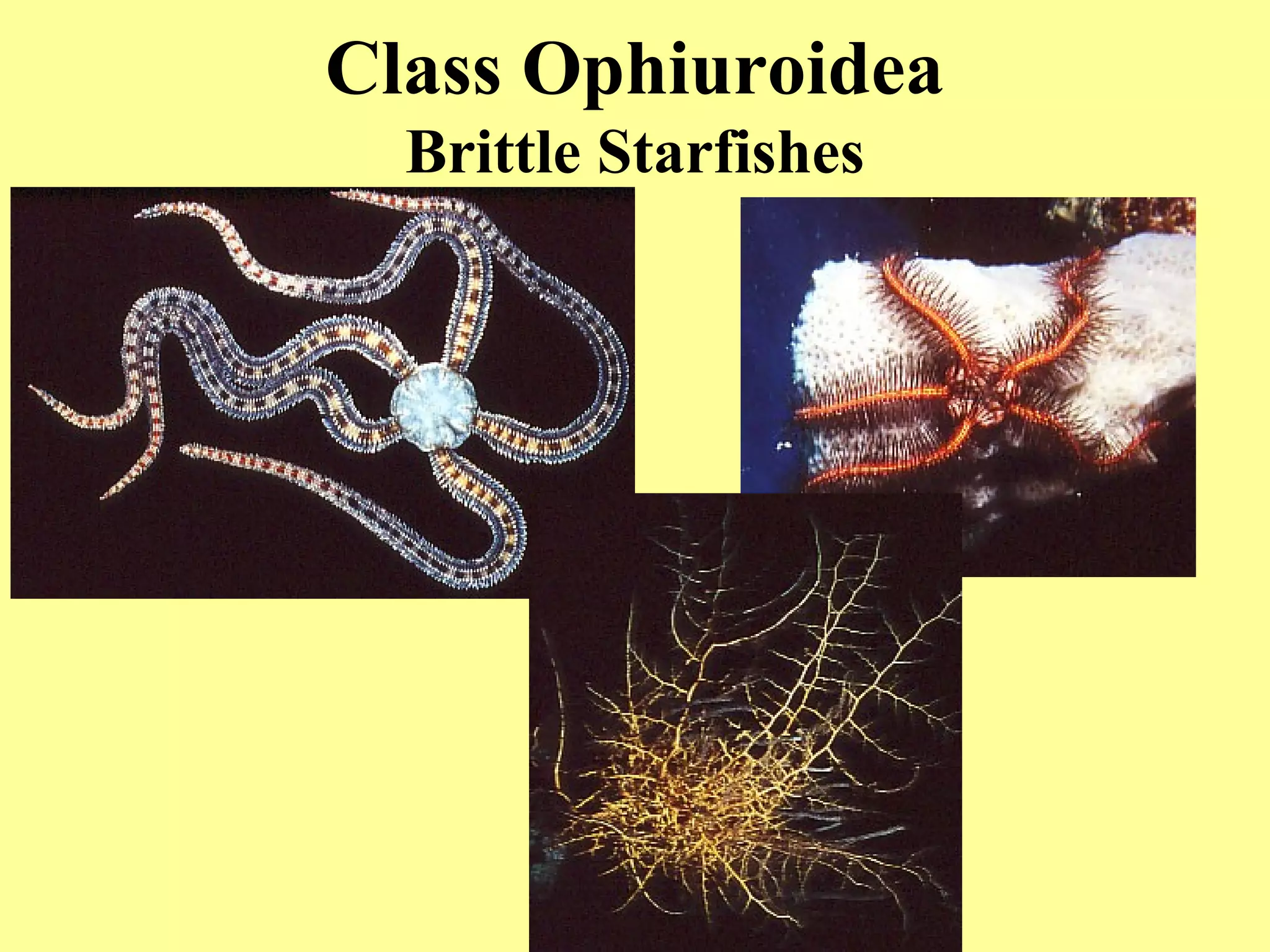 Class Ophiuroidea
Brittle Starfishes
 