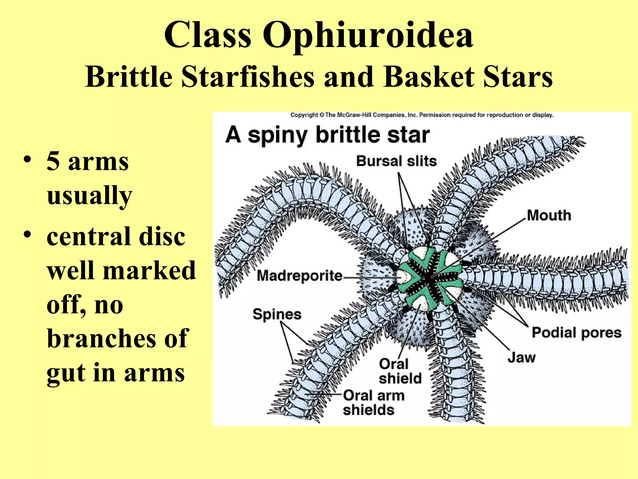 • 5 arms
usually
• central disc
well marked
off, no
branches of
gut in arms
Class Ophiuroidea
Brittle Starfishes and Basket Stars
 