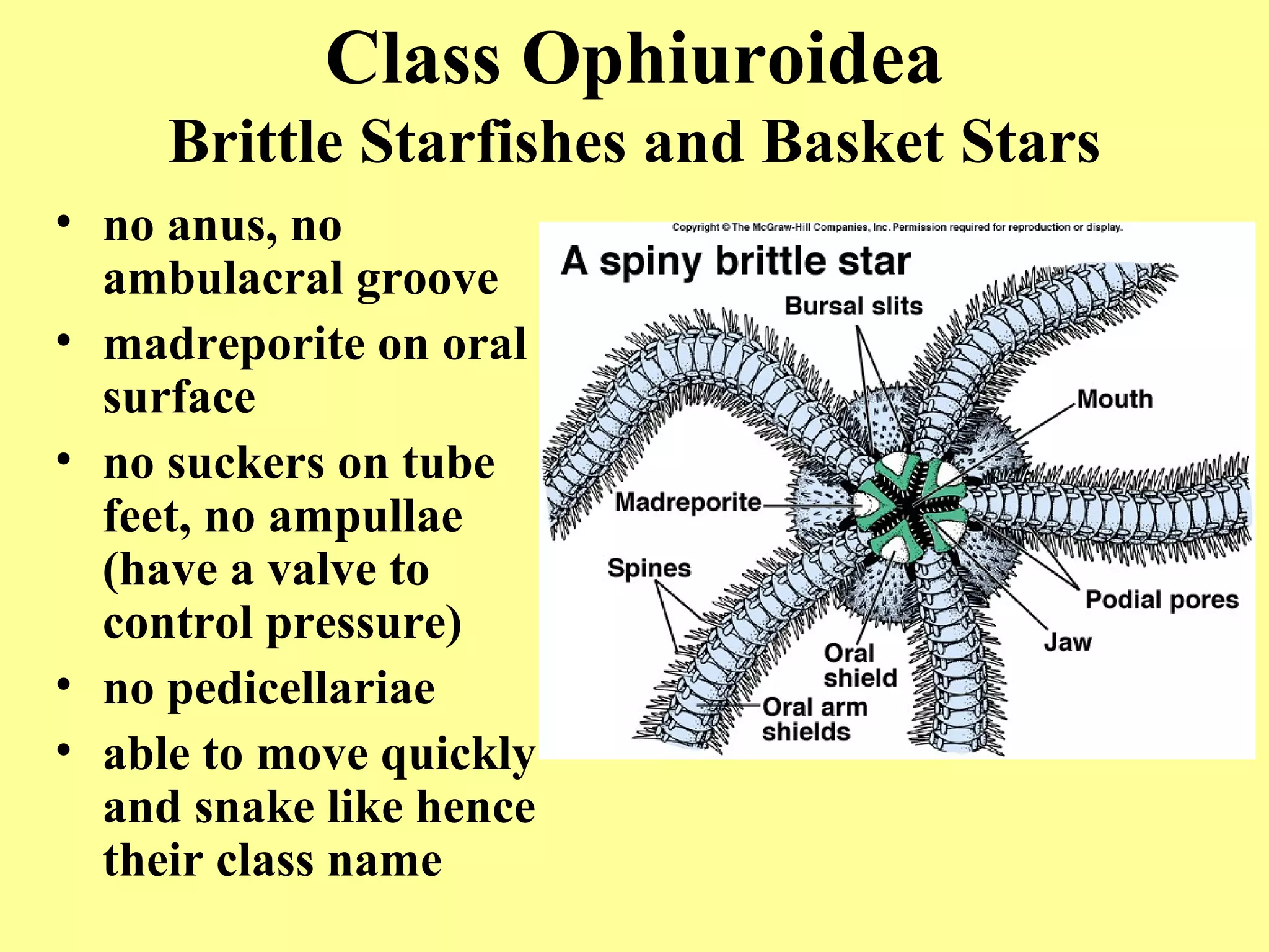 • no anus, no
ambulacral groove
• madreporite on oral
surface
• no suckers on tube
feet, no ampullae
(have a valve to
control pressure)
• no pedicellariae
• able to move quickly
and snake like hence
their class name
Class Ophiuroidea
Brittle Starfishes and Basket Stars
 