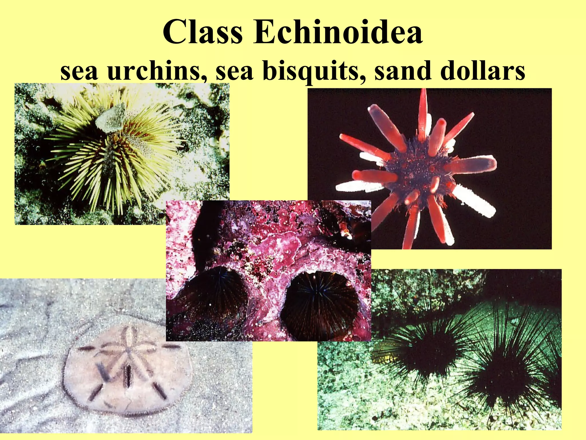 Class Echinoidea
sea urchins, sea bisquits, sand dollars
 