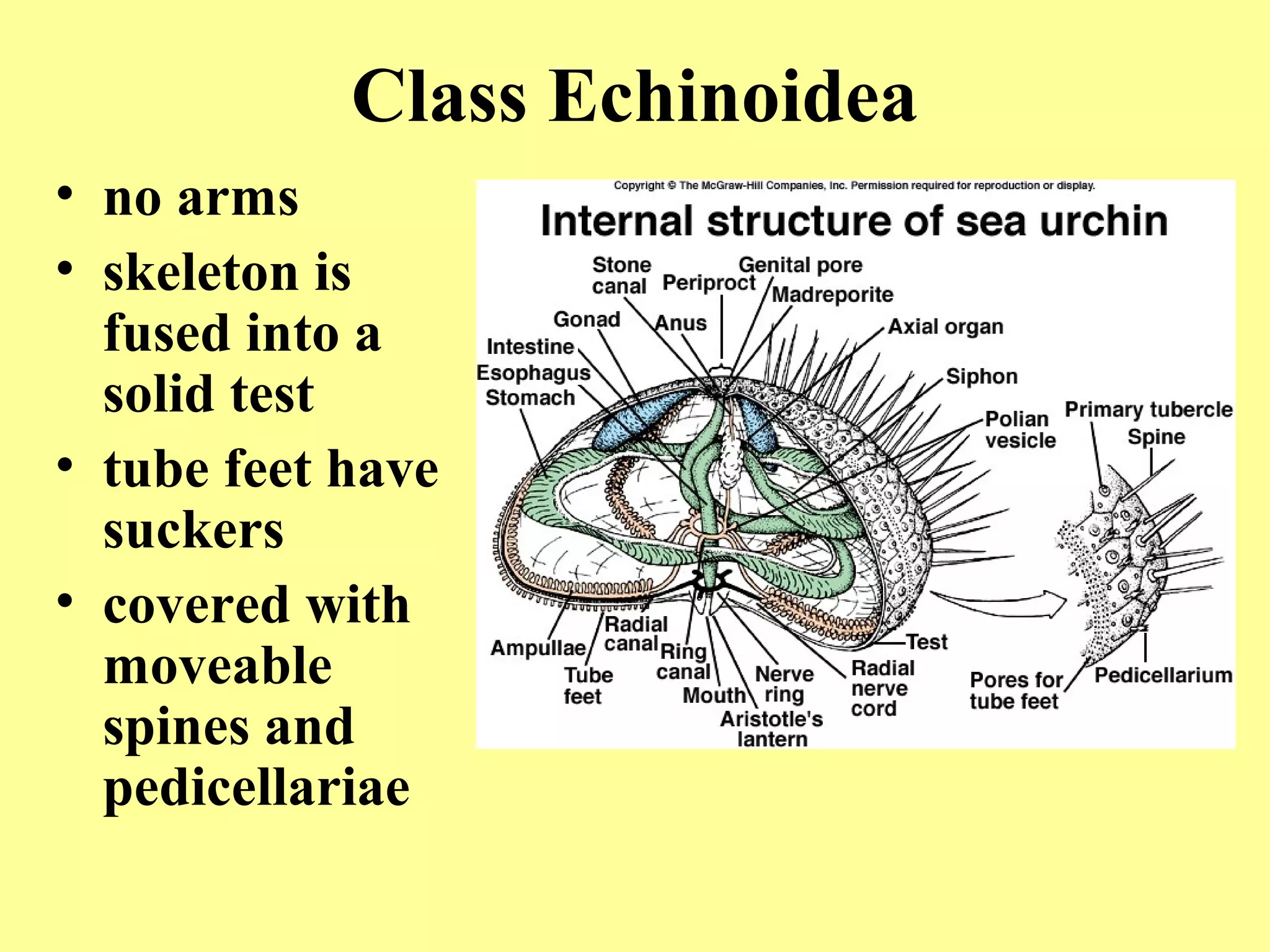 • no arms
• skeleton is
fused into a
solid test
• tube feet have
suckers
• covered with
moveable
spines and
pedicellariae
Class Echinoidea
 