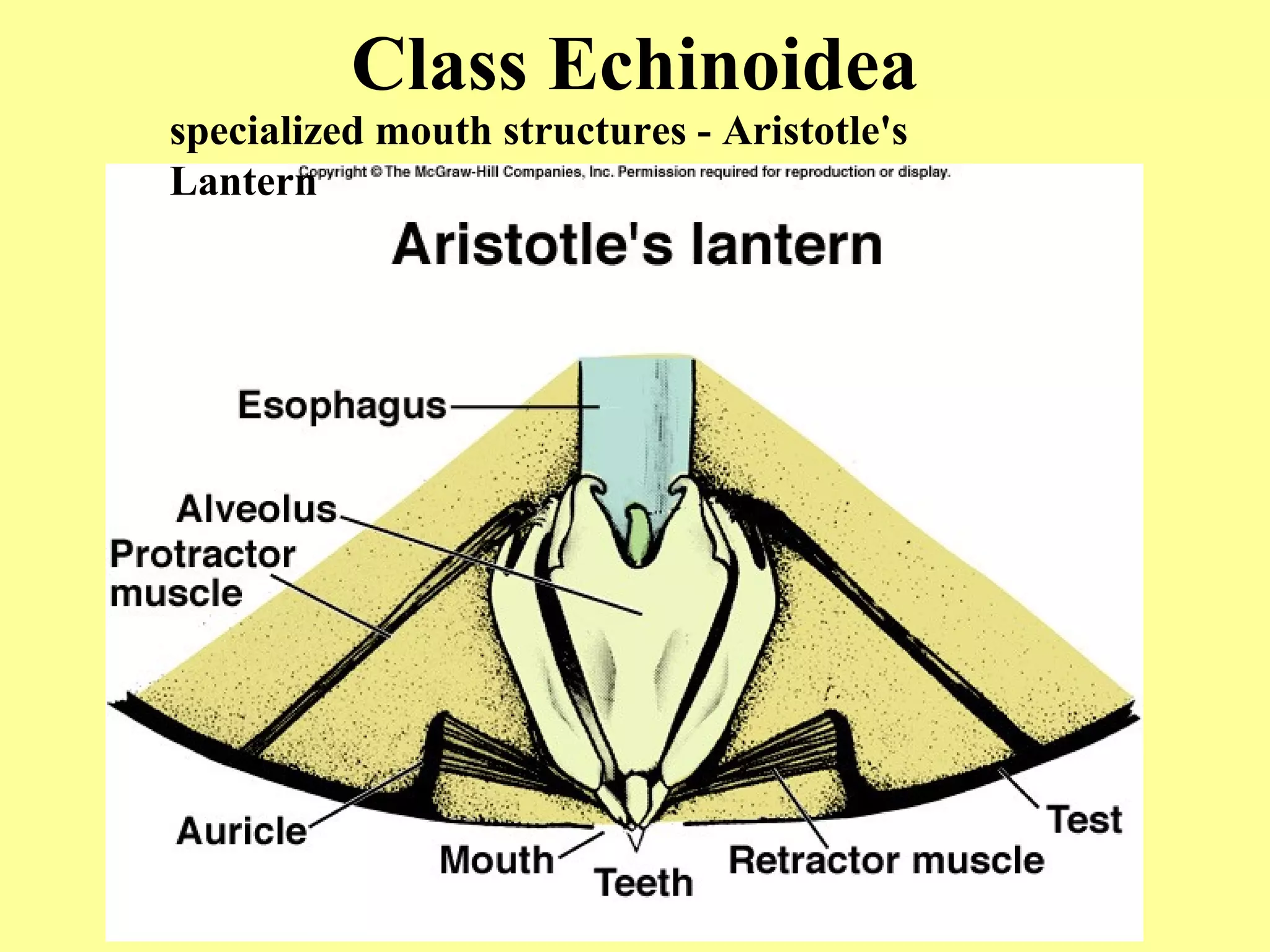 Class Echinoidea
specialized mouth structures - Aristotle's
Lantern
 