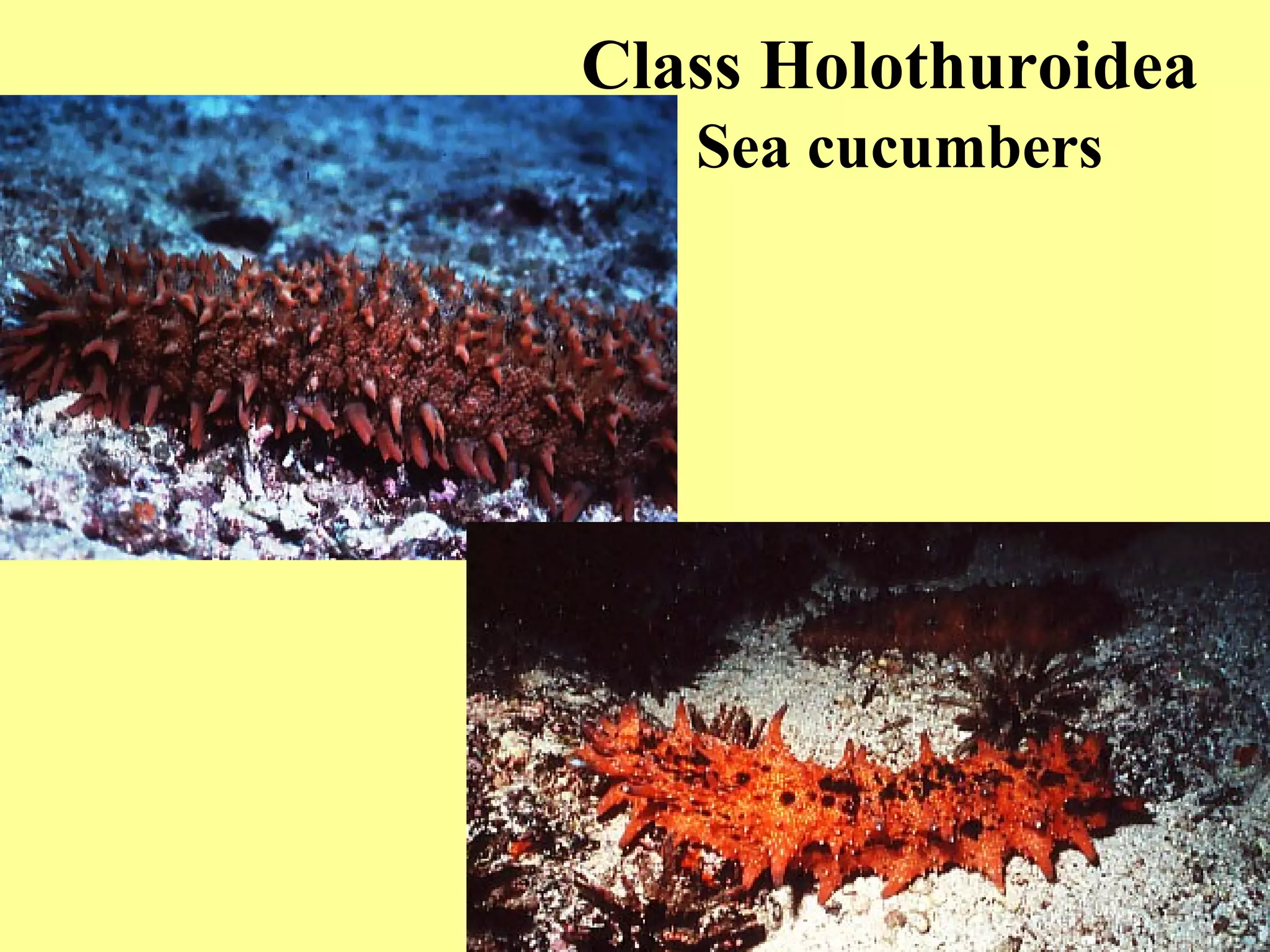Class Holothuroidea
Sea cucumbers
 