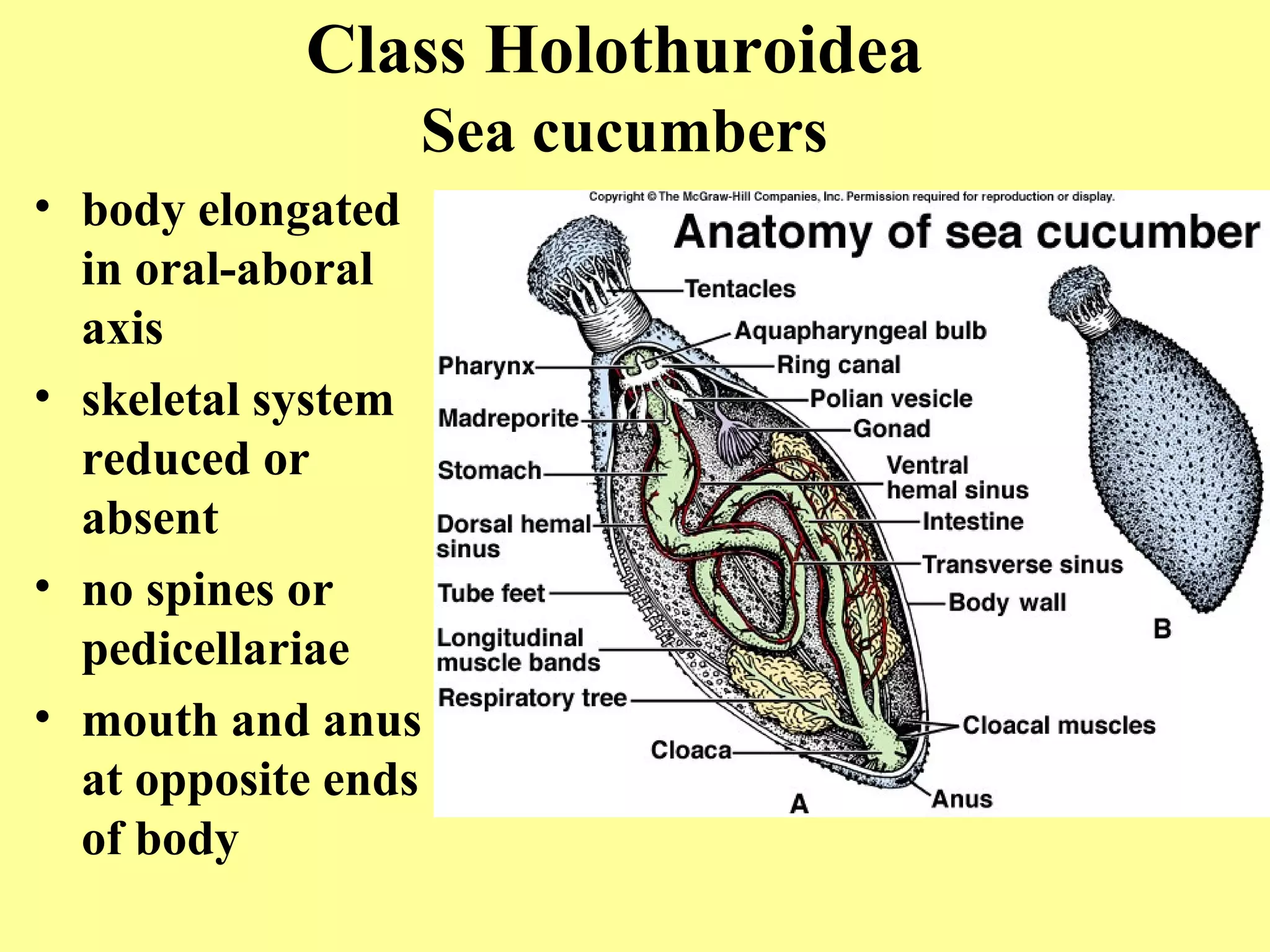 • body elongated
in oral-aboral
axis
• skeletal system
reduced or
absent
• no spines or
pedicellariae
• mouth and anus
at opposite ends
of body
Class Holothuroidea
Sea cucumbers
 