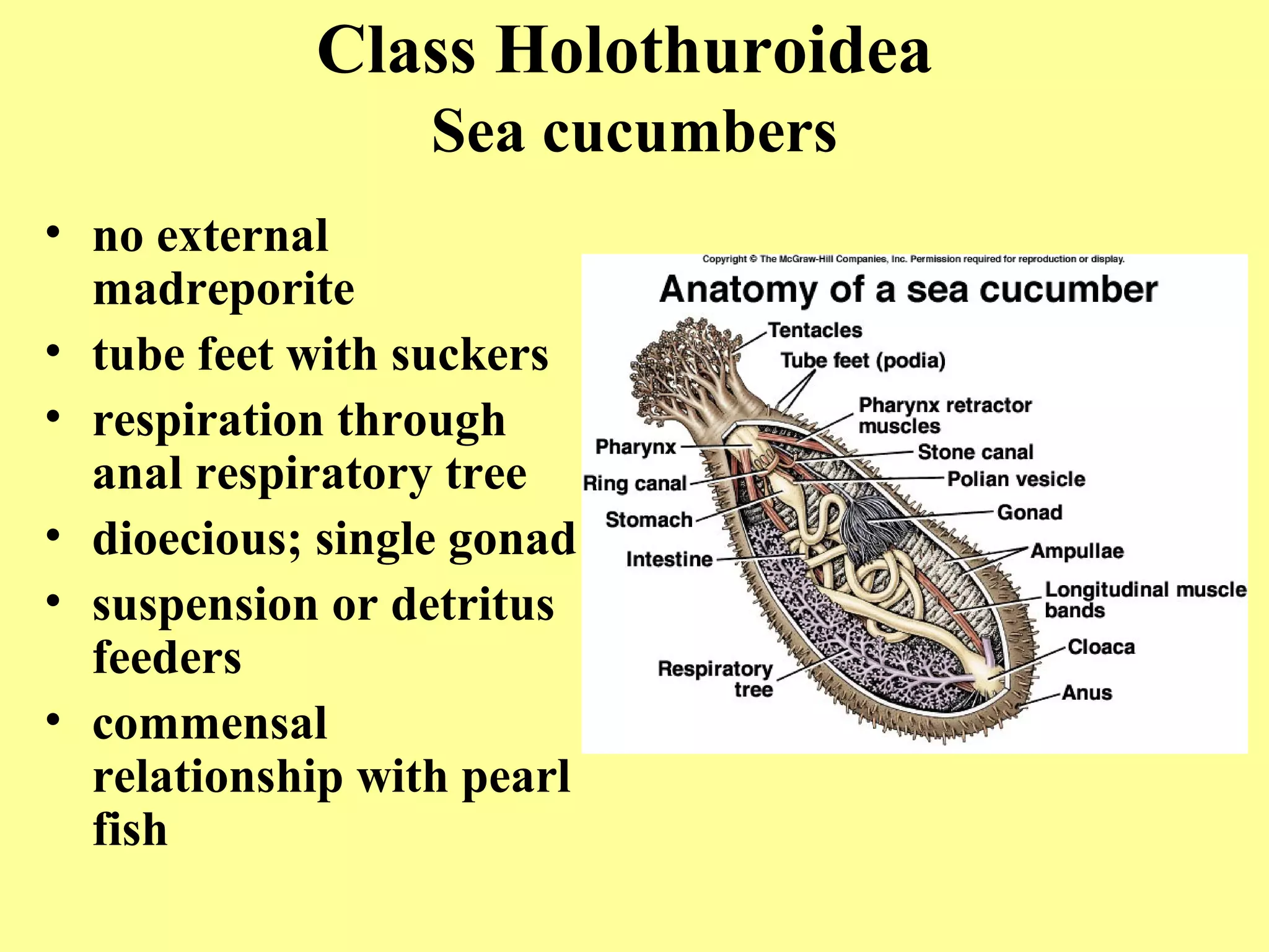 • no external
madreporite
• tube feet with suckers
• respiration through
anal respiratory tree
• dioecious; single gonad
• suspension or detritus
feeders
• commensal
relationship with pearl
fish
Class Holothuroidea
Sea cucumbers
 