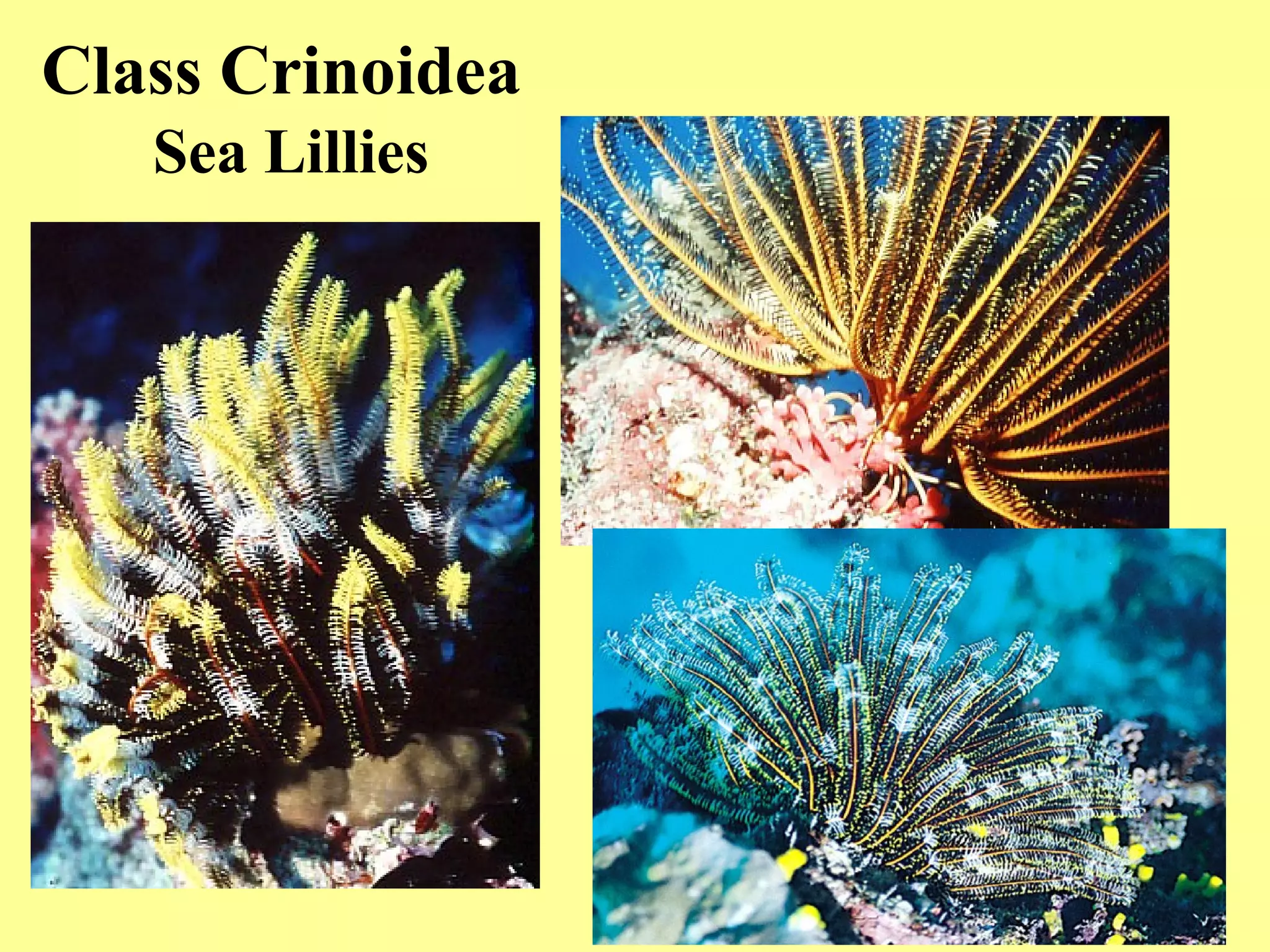 Class Crinoidea
Sea Lillies
 