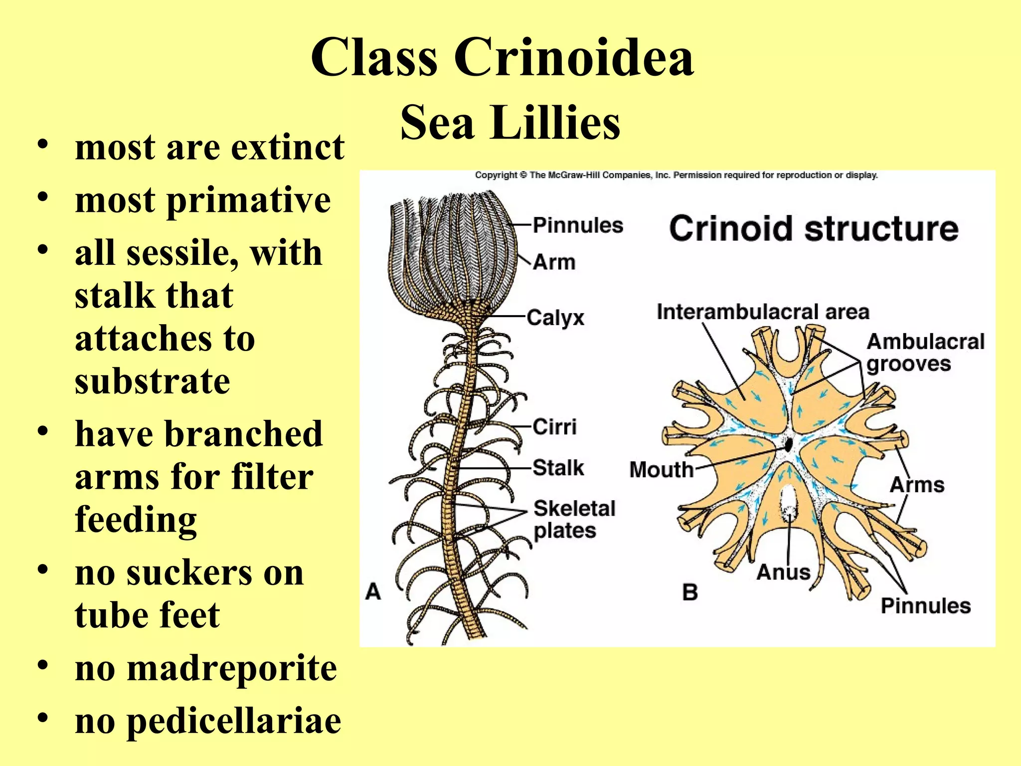 • most are extinct
• most primative
• all sessile, with
stalk that
attaches to
substrate
• have branched
arms for filter
feeding
• no suckers on
tube feet
• no madreporite
• no pedicellariae
Class Crinoidea
Sea Lillies
 