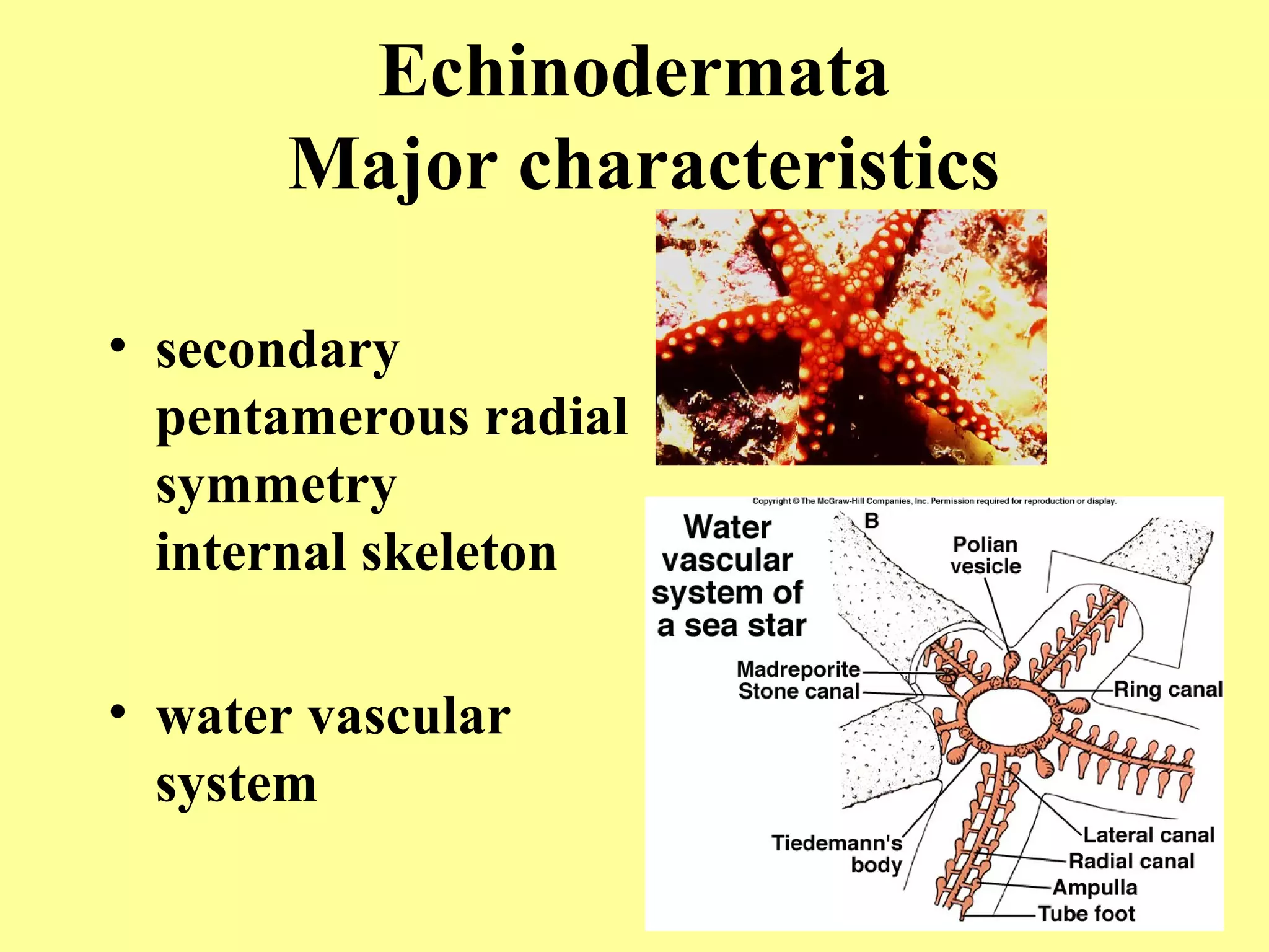 • secondary
pentamerous radial
symmetry
internal skeleton
• water vascular
system
Echinodermata
Major characteristics
 
